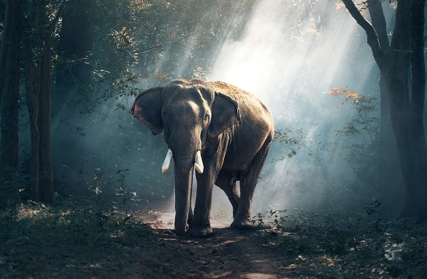 Mesterséges intelligenciával kerülik el az emberek és elefántok konfliktusait Kínában