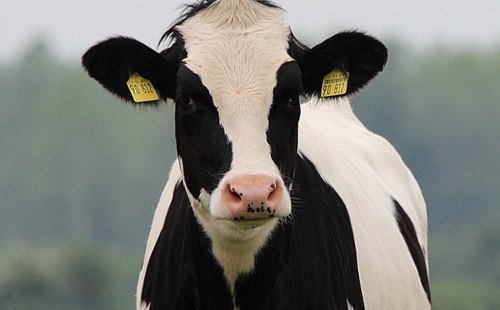 Sokat tejelő teheneket klónozott Kína