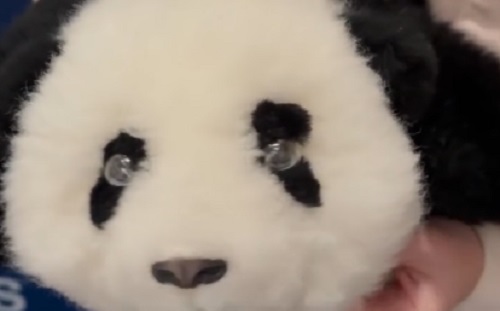 Új szintre emeli az idősgondozást a mesterséges intelligencia-alapú pandarobot